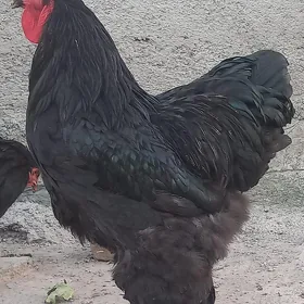 brama