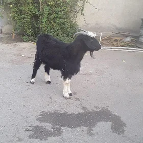 GEÇI.