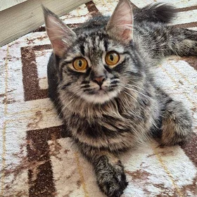 кошка