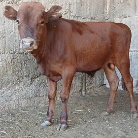 ŠWES OKUZ