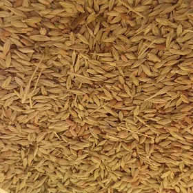Arpa tohumlyk Arassa