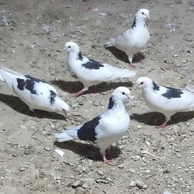 Kepderi