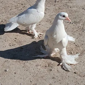 KEPDERI.