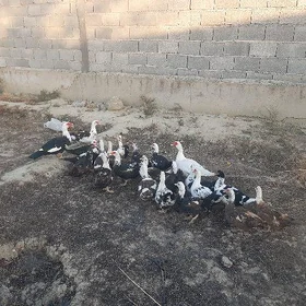 Ýaşylbaş