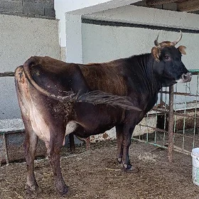 arassa şwes sygyr