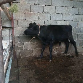őkiz