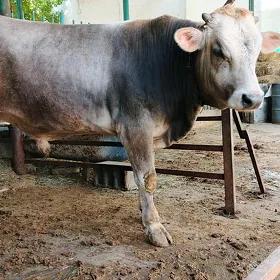öküz