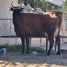 goleli sygyr
