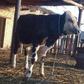 2 SANY OKUZCE