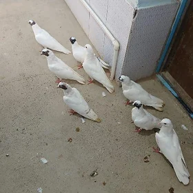 kepderi