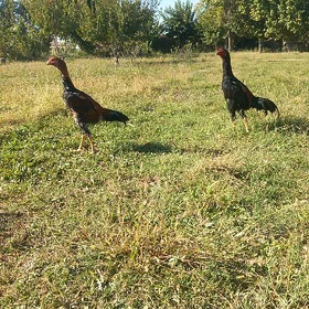 baysok