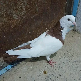 kepderi