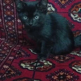 котенок черный