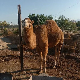 Owşuk