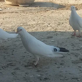 kepderi