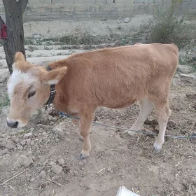 Tüwe