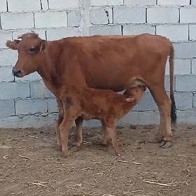goleli sygyr