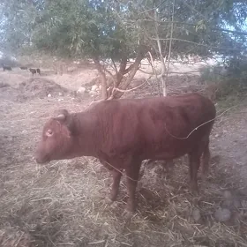 Öküz paroda