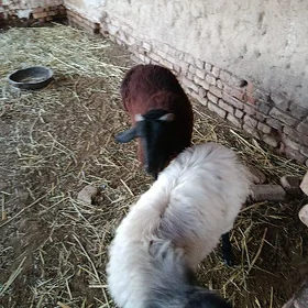 Goýun