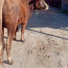 öküz