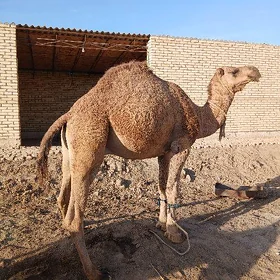 Höwre Erkek