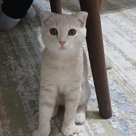pişik