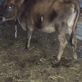Tohum tüwe