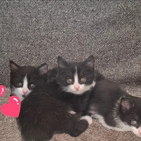 Котята♡