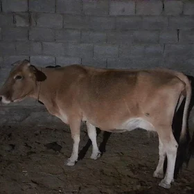 sygyr