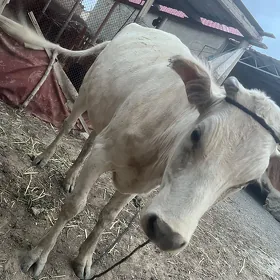 sygyr bogoz
