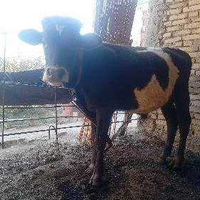 okiz 1 ÿaşan