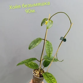 ХОЙИ В НАЛИЧИИ!