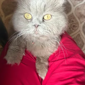 pisik yitdi