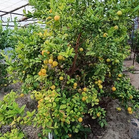 Limon şitili