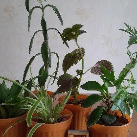 цветы