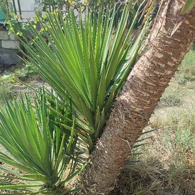 palma