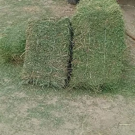 yorunja