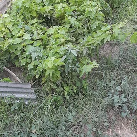 uzum şitil