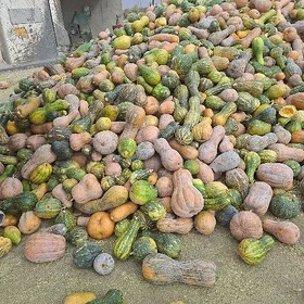 kadi