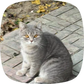 Pişik, кошка