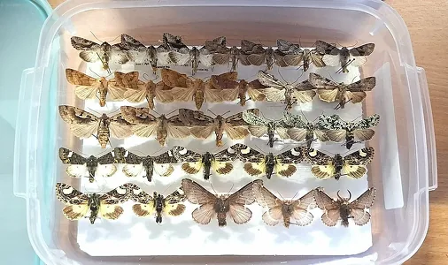 Litwaly gümrükçiler iki ýurtdan gelen bukjadan 130-dan gowrak kebelek bilen güýe tapdy