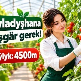 Ýyladyş hana Zenan işgär