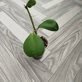 Хои