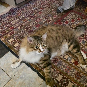 потерялась кошка
